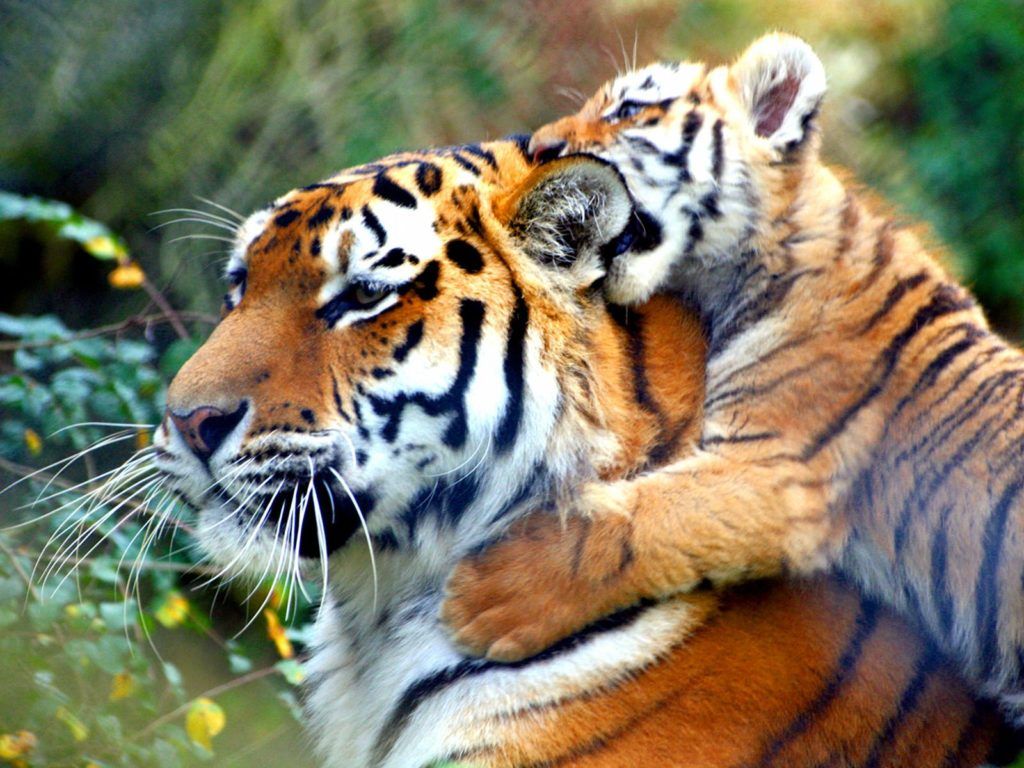 Cucciolo di tigre primo piano, 1920x1200 Full HD+, PC Desktop