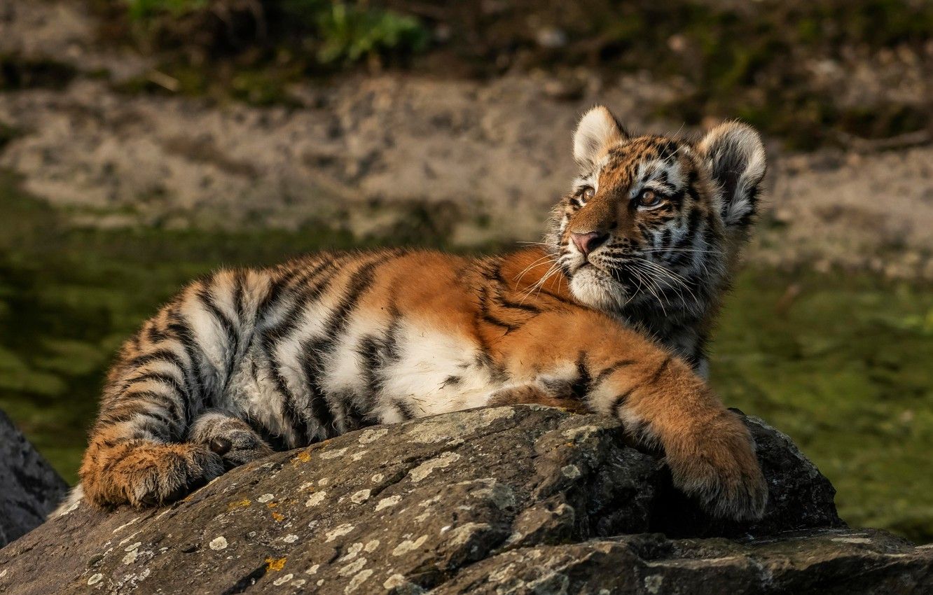 Cucciolo di tigre con madre, 1024x768 HD, Laptop