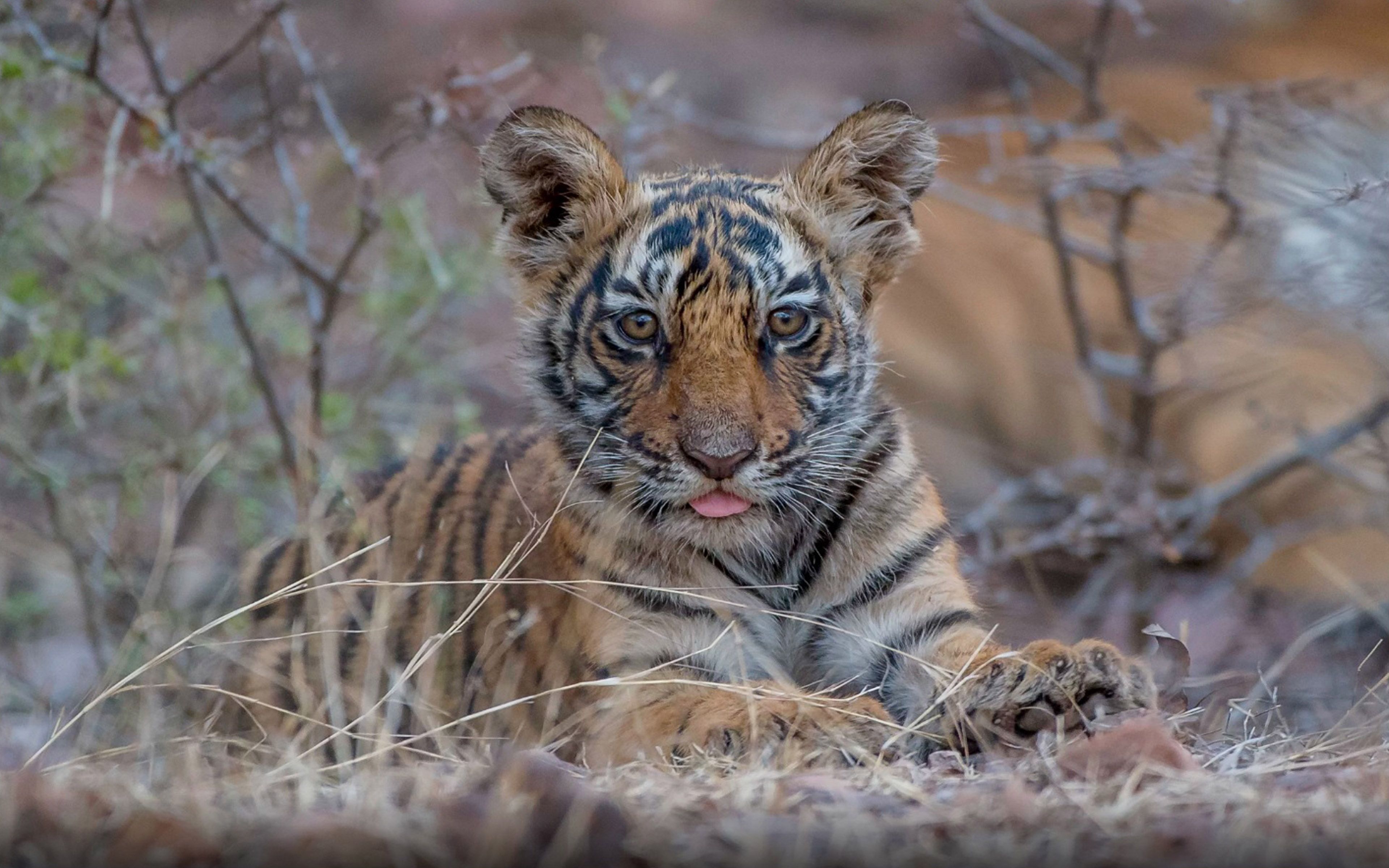 Cucciolo di tigre su roccia, 1332x850 HD, Desktop