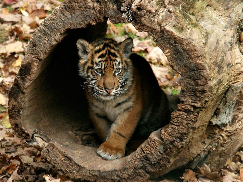 Cucciolo di tigre in tronco, 1024x768 HD, PC Desktop