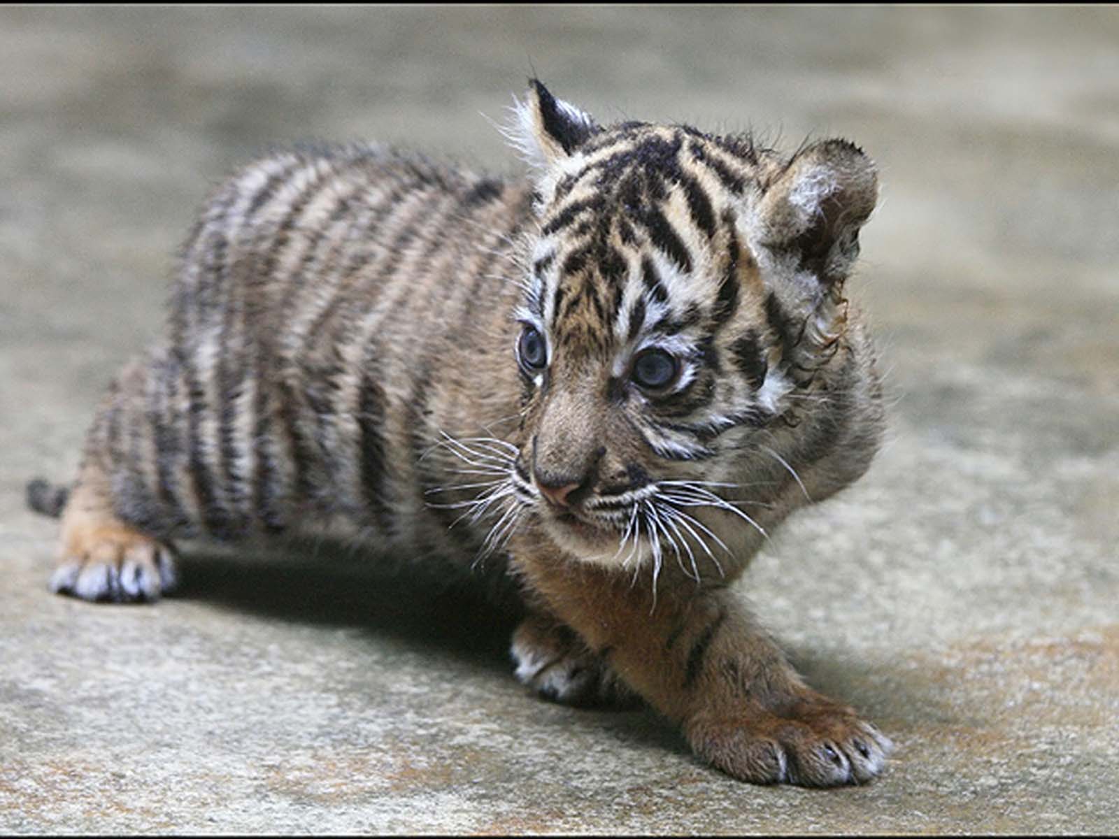 Due cuccioli di tigre, 1920x1200 WUXGA, Desktop