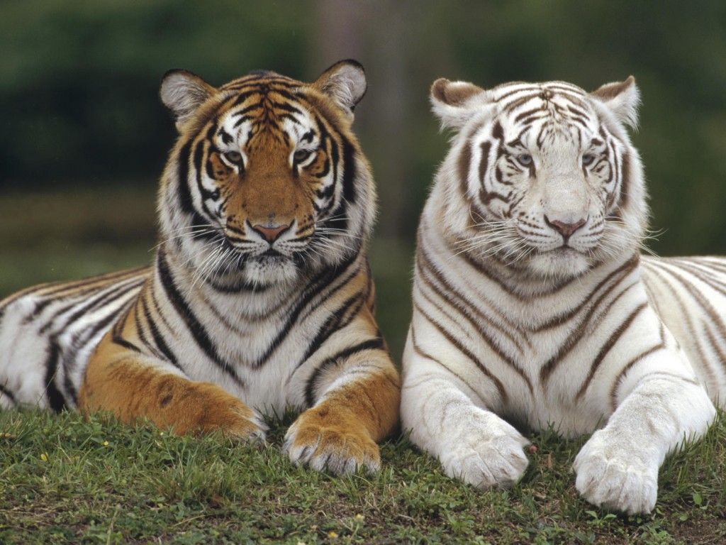 Cucciolo di tigre sull'erba, 1024x819 HD, Desktop