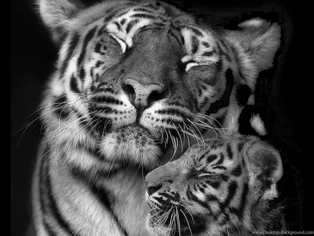 Cucciolo di tigre su cemento, 1600x1200 HD Ready, Acer Nitro