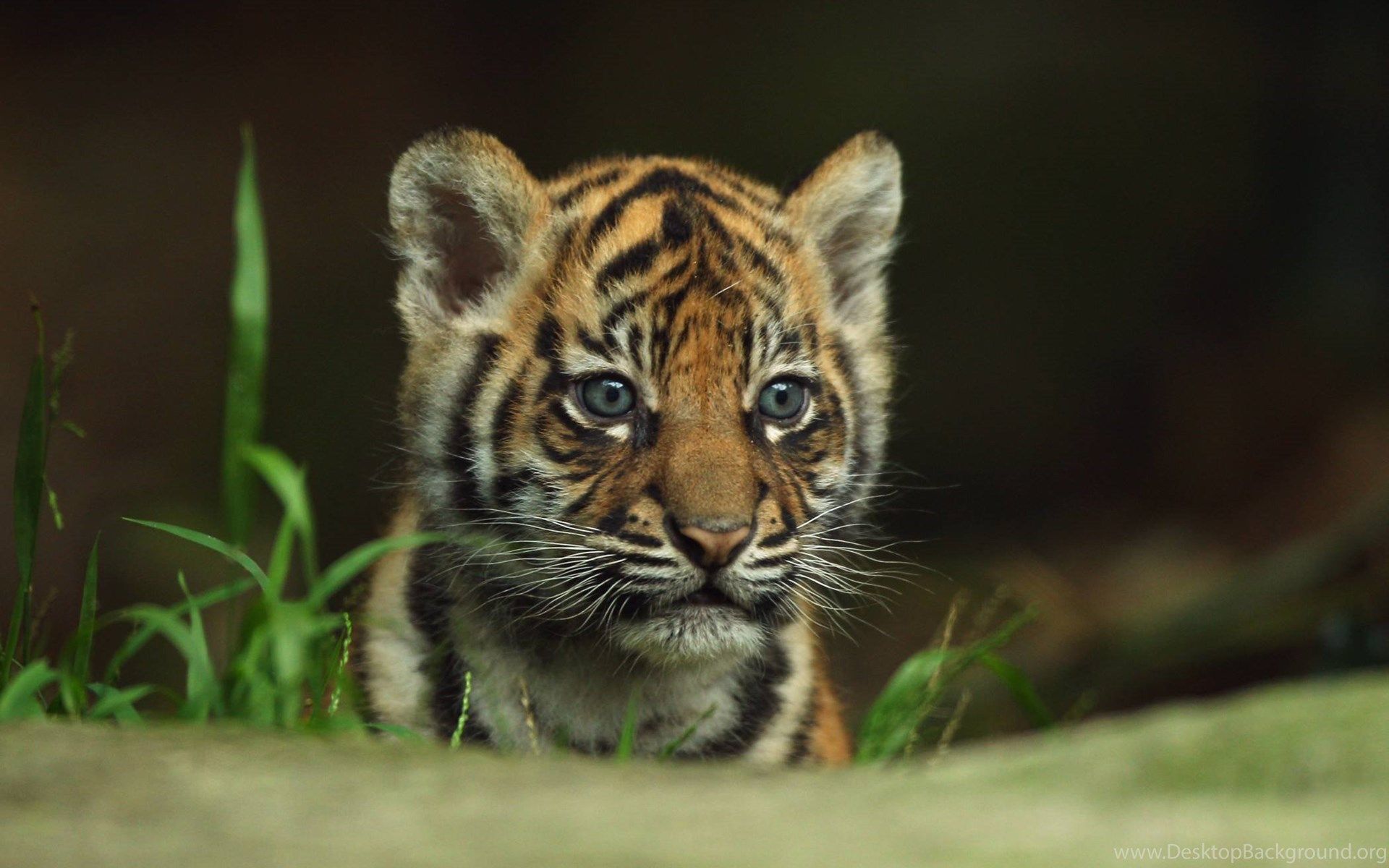 Cucciolo di tigre, 1920x1200 Full HD+, Laptop