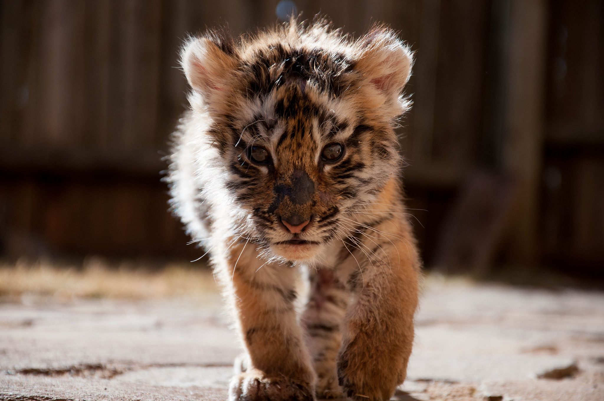 Cucciolo di tigre, 2048x1360 Hi-Res, Desktop