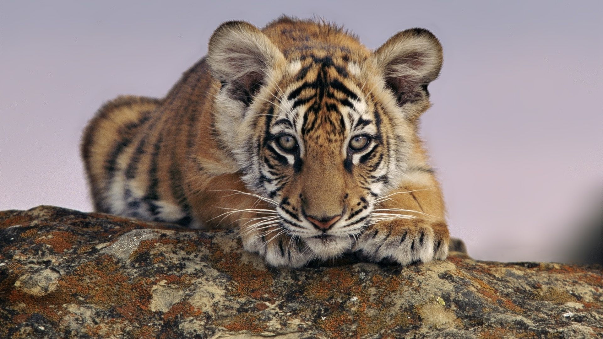 Cucciolo di tigre su roccia, 1920x1080 Full HD 1080p, PC