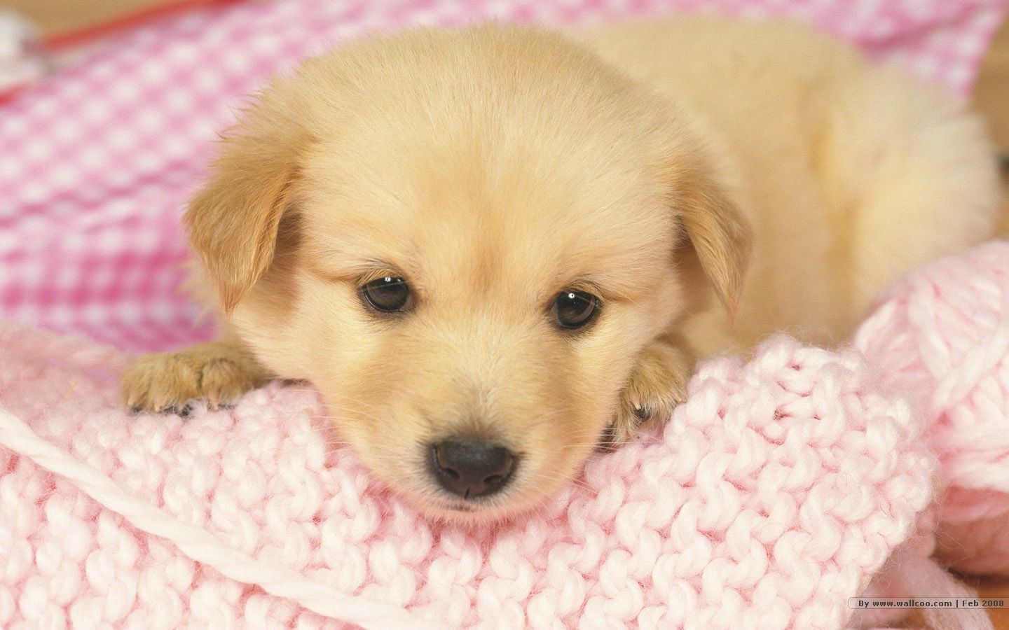 Cucciolo golden retriever su coperta rosa, 1440x900 720p, Monitor Gaming