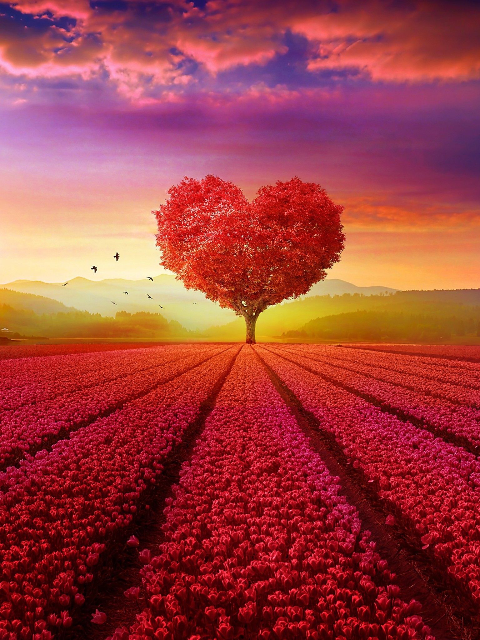 Albero a forma di cuore al tramonto, 1536x2048 Verticale, Mobile