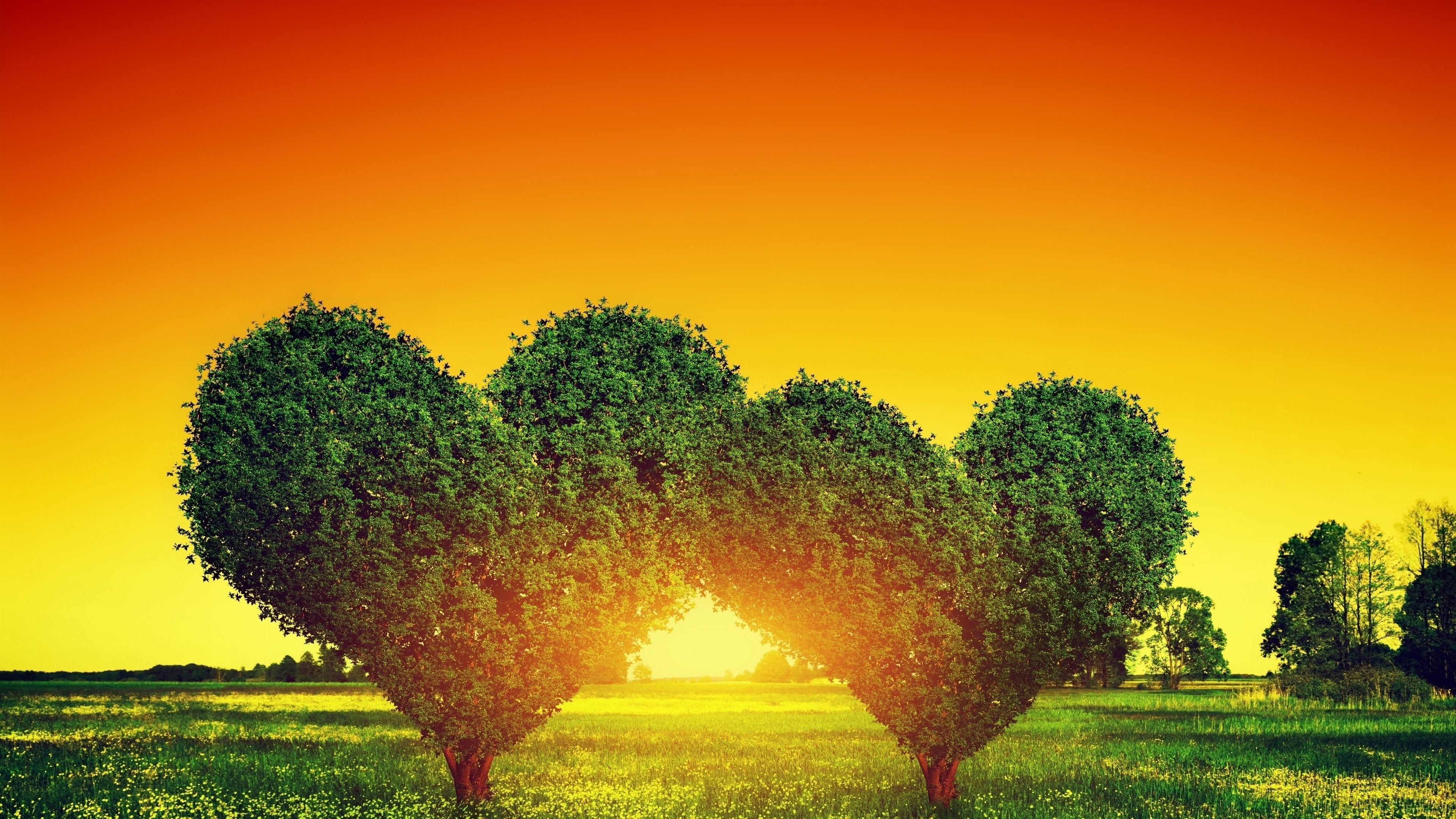 Cespugli a forma di cuore tramonto, 3840x2160 UHD, Monitor 4K