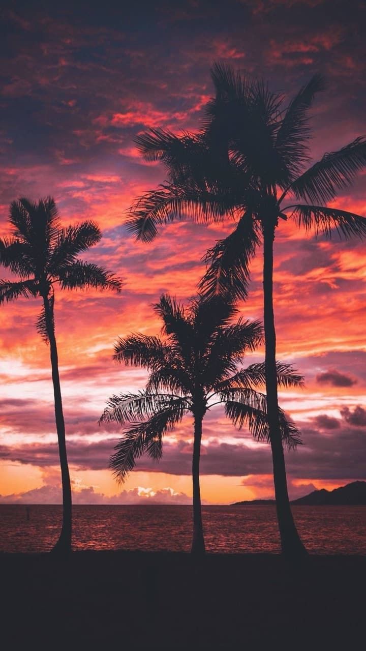 Palme al tramonto tropicale, 720x1280 Full HD Verticale, Smartphone