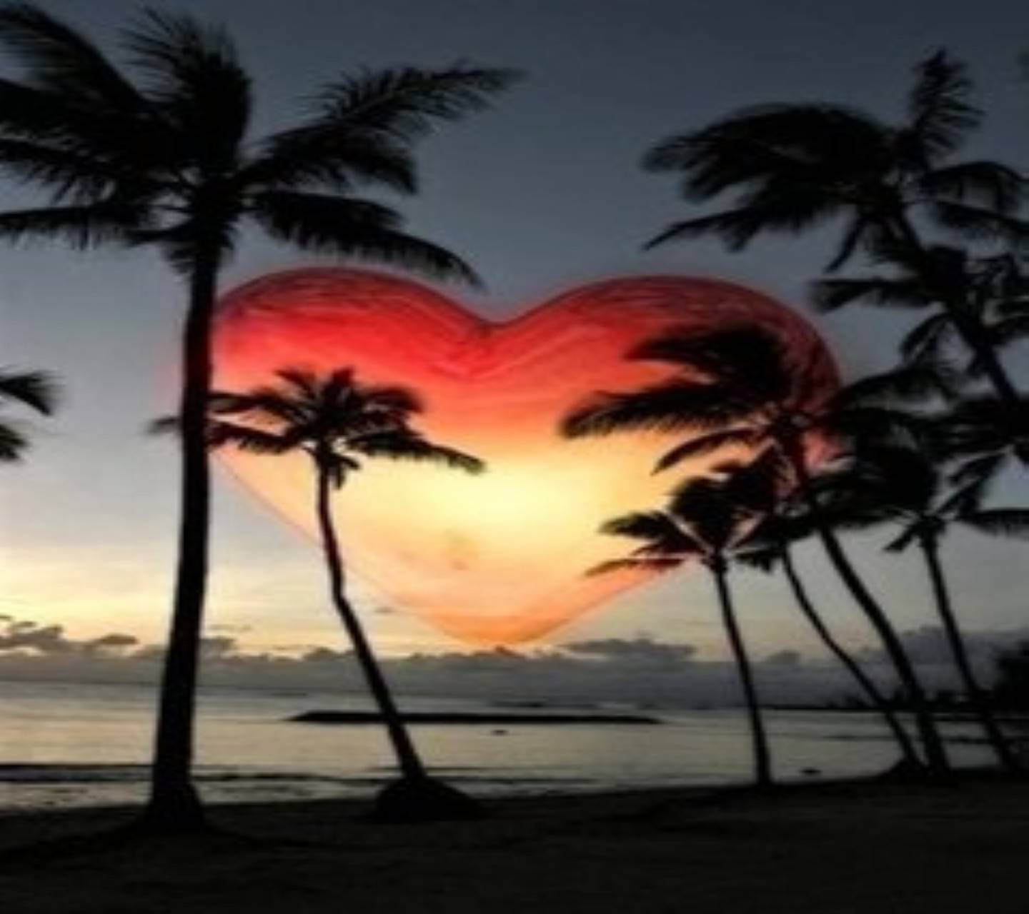 Cuore al tramonto tra palme, 1440x1280 HD, Desktop