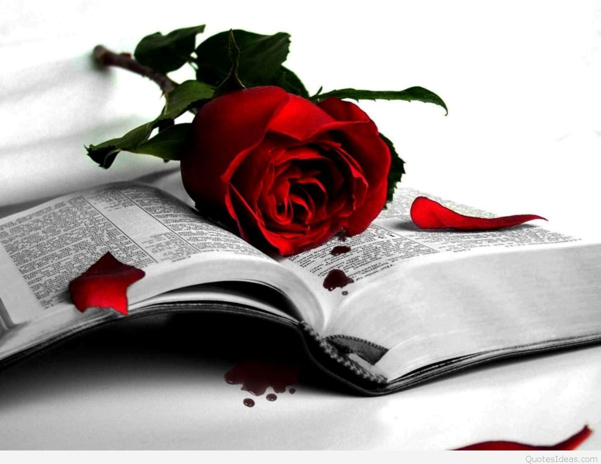rosa rossa libro aperto petali, 1200x927 HD, PC Desktop