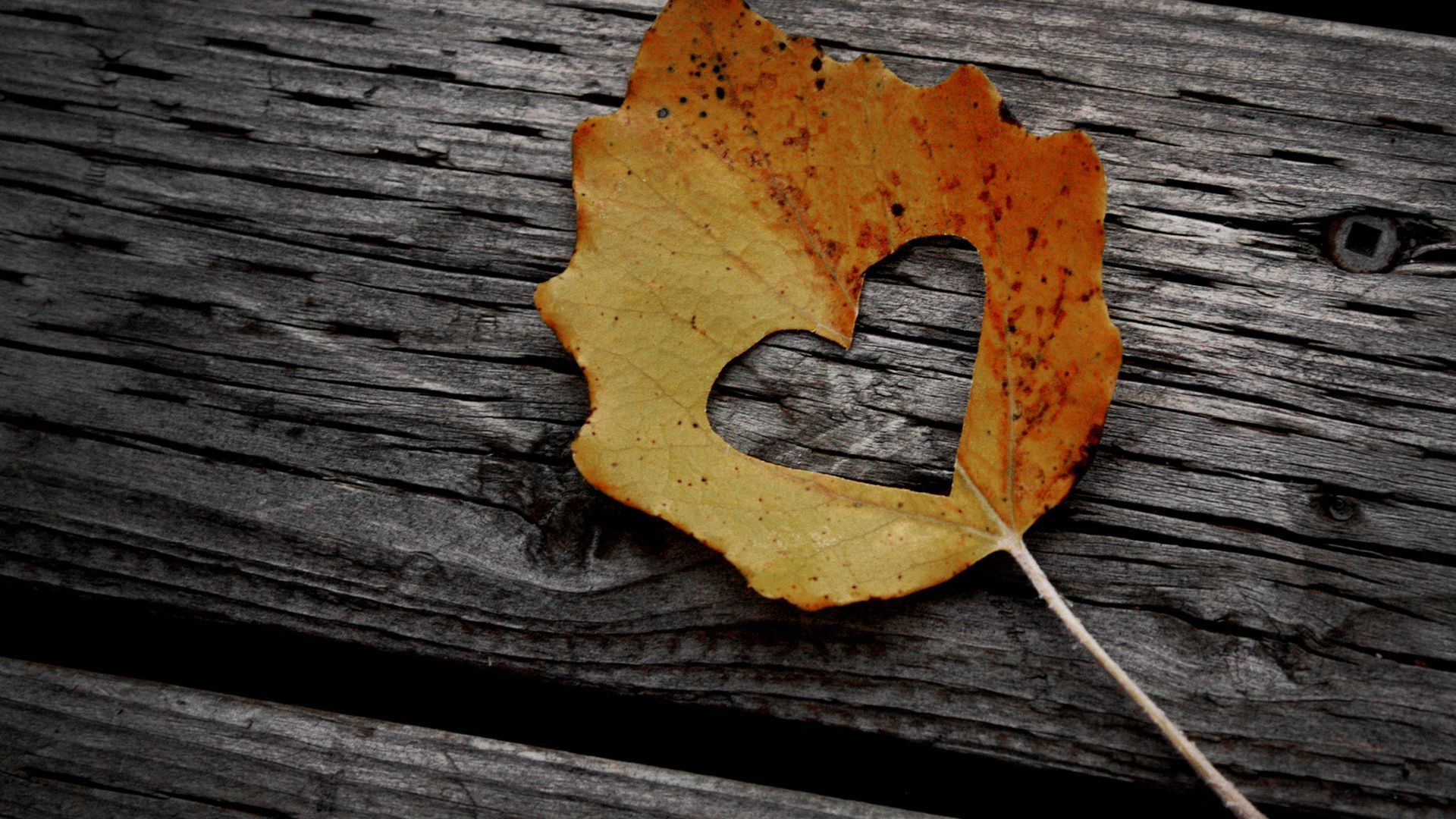 Foglia autunnale con cuore ritagliato, 1920x1080 1080p, Desktop