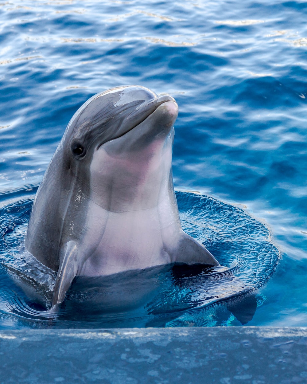 Delfino grigio in acqua blu, 1000x1250 Full HD Verticale, iPhone