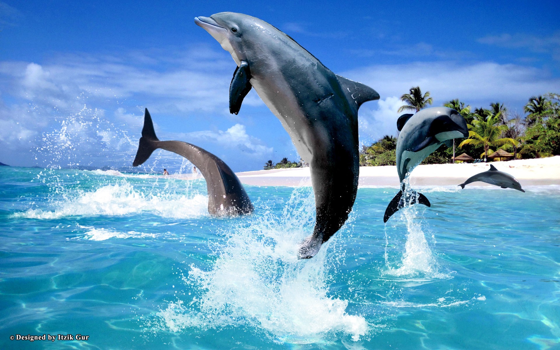 Delfini che saltano nell'oceano, 1920x1200 Full HD+ WUXGA, PC Desktop