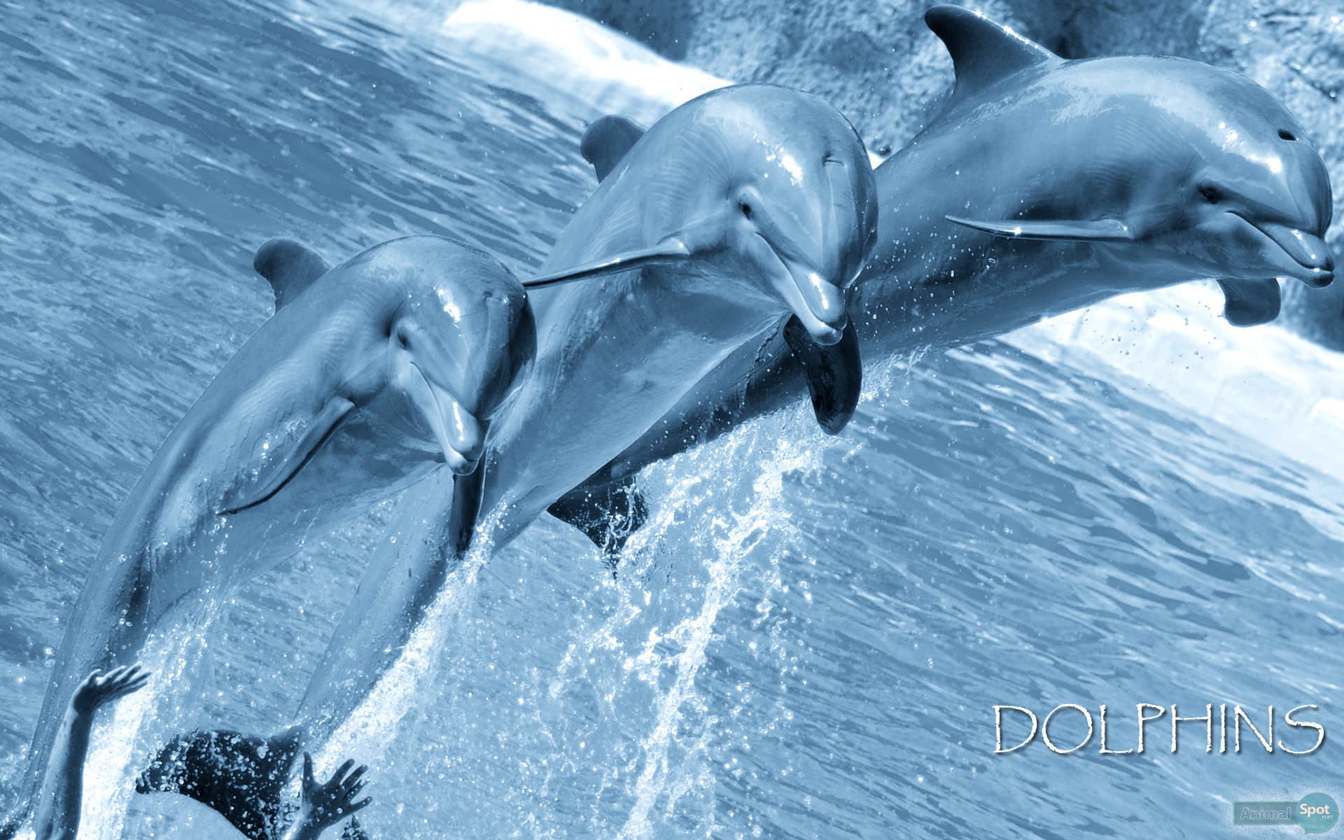 Tre delfini che saltano dall'acqua, 1920x1200 Full HD+, PC