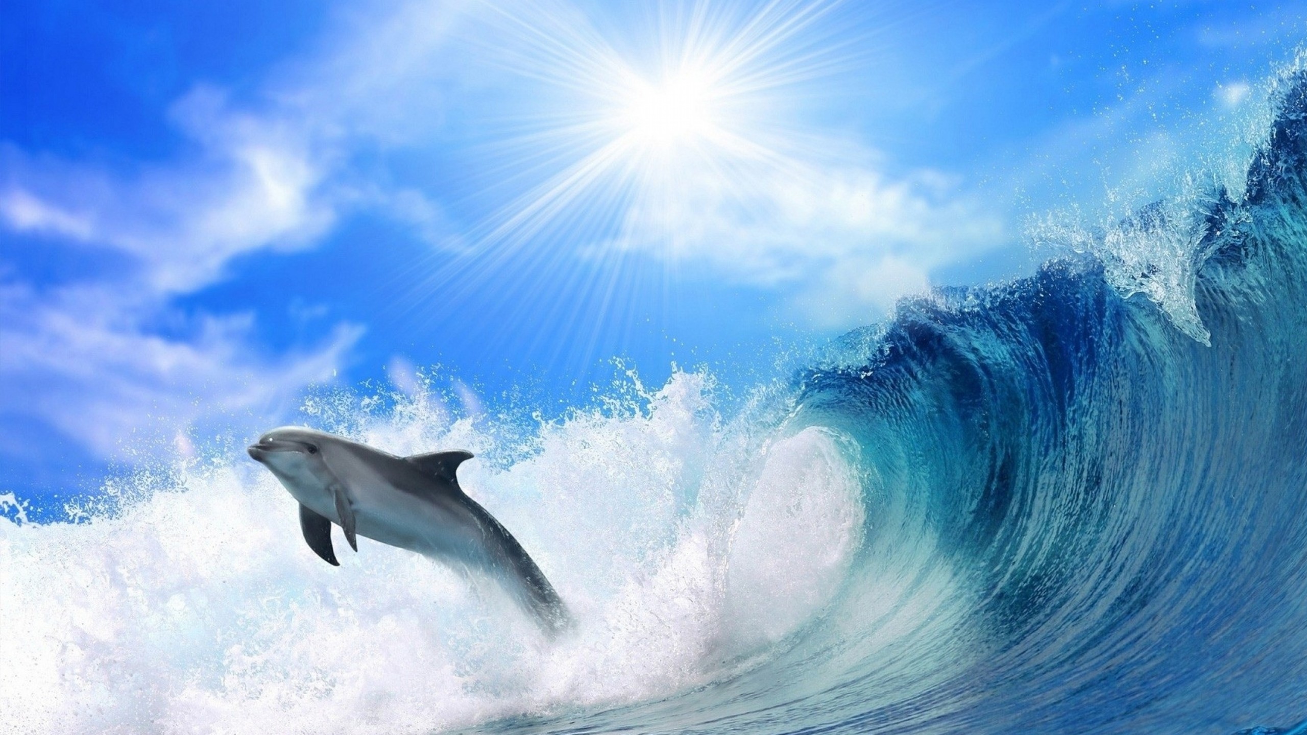 Delfino che salta onda oceano, 2560x1440 2K, Desktop