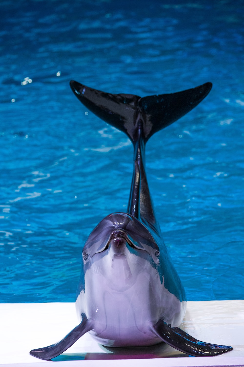 Delfino in piscina blu, 1000x1500 Full HD Verticale, Smartphone