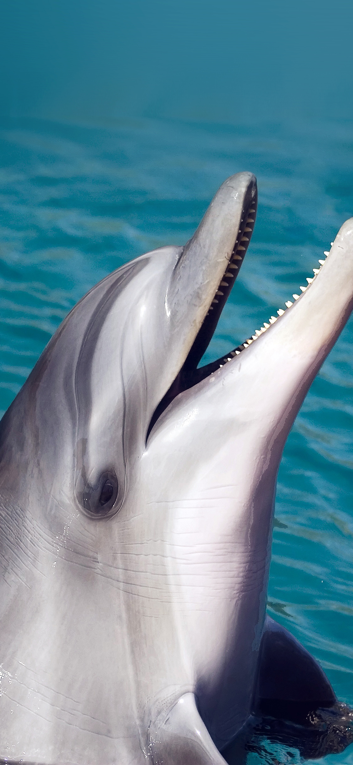 Delfino sorridente in acqua, 1125x2436 Verticale, Telefono
