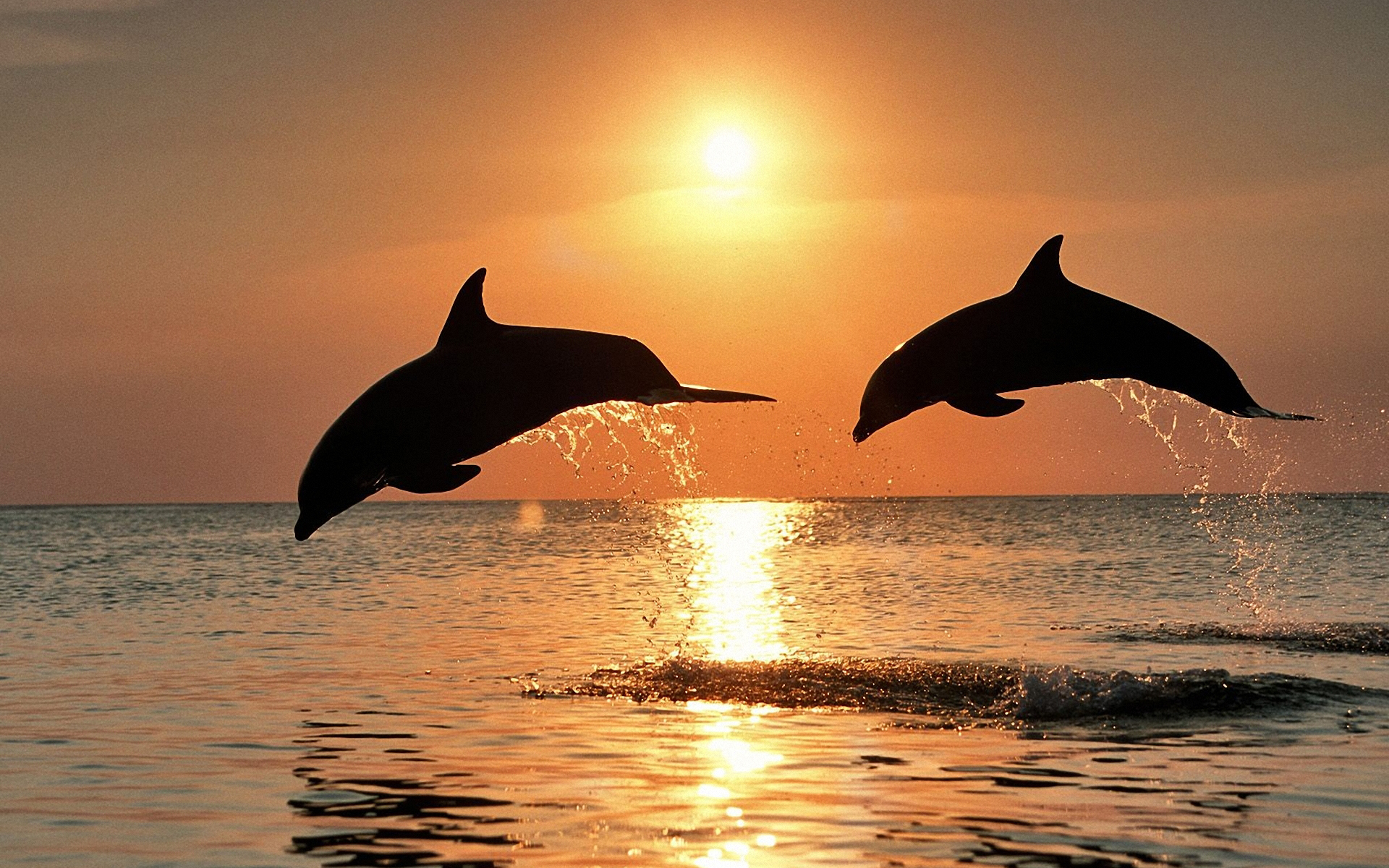 Delfini che saltano al tramonto, 1920x1200 Full HD+ WUXGA, iMac