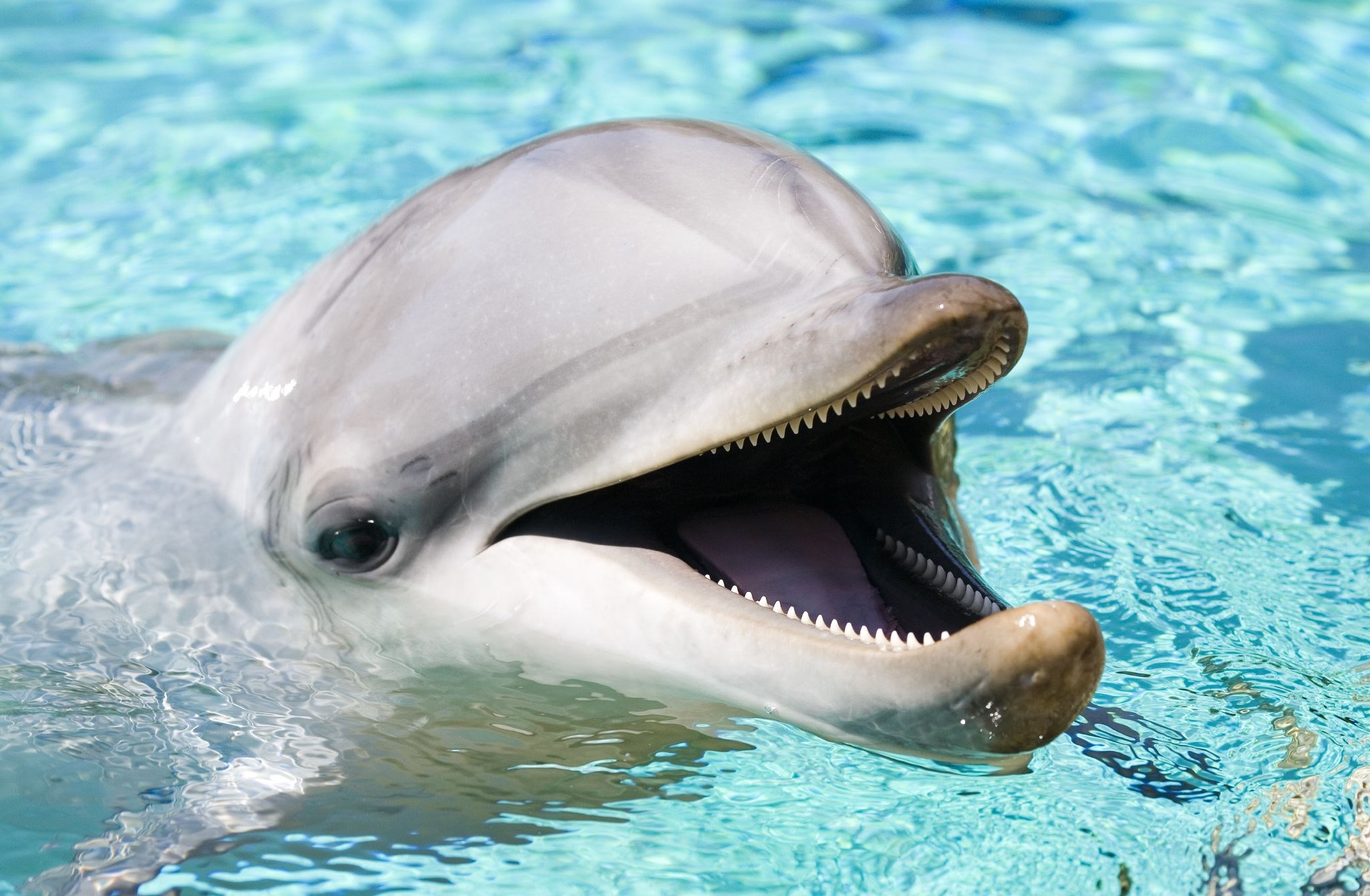 Delfino sorridente in acqua, 2048x1340 alta risoluzione, PC