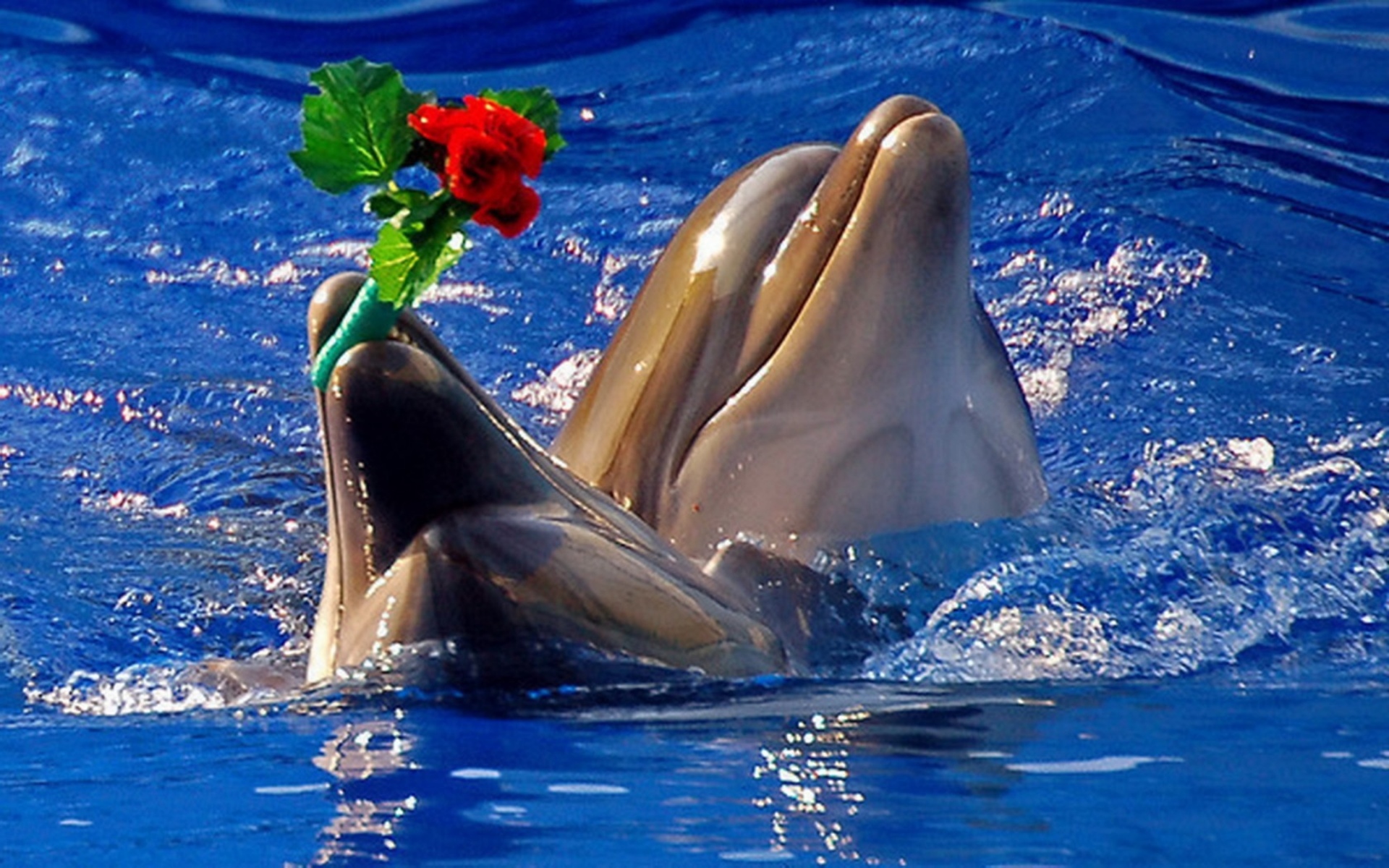 Due delfini con fiore rosso, 1920x1200 Full HD+, Desktop