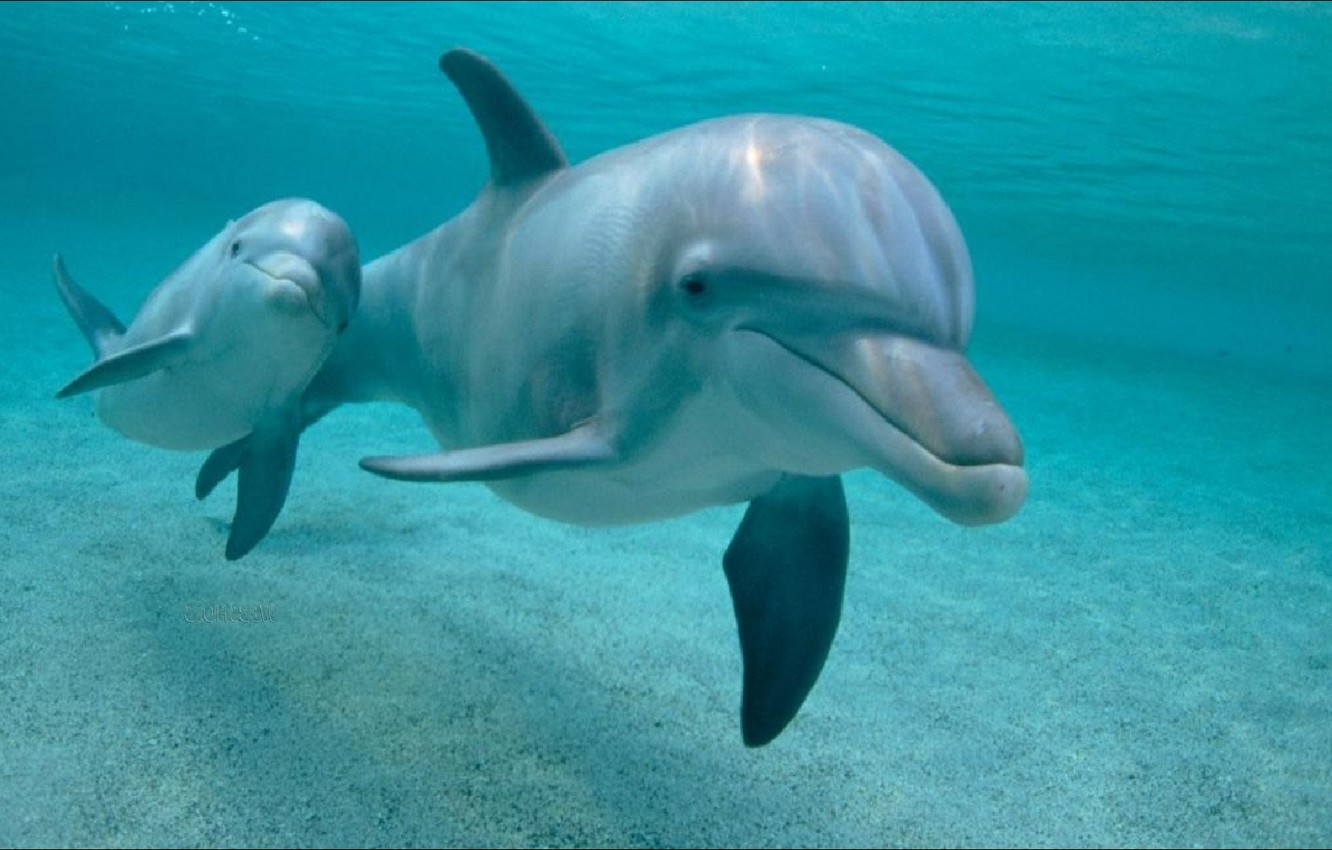 Due delfini sott'acqua, 1332x850 HD, Desktop