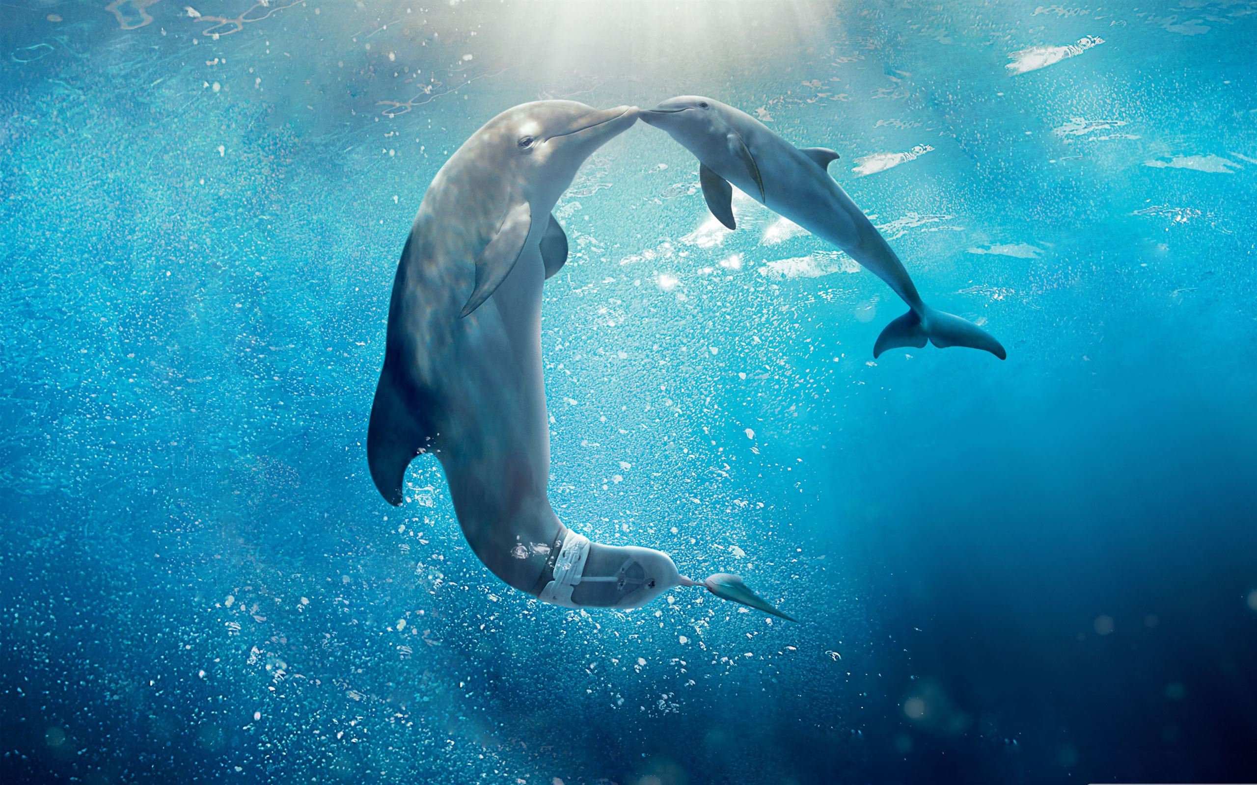 Delfini che nuotano sott'acqua, 2560x1600 WQXGA, Desktop