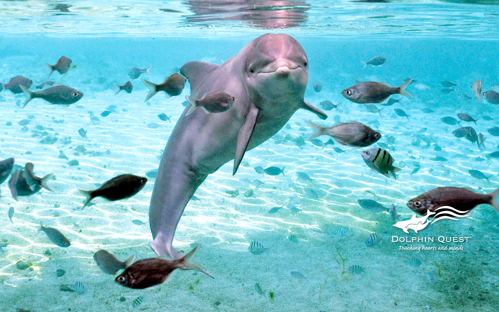 Delfino sott'acqua con pesci, 1680x1050 HD, PC