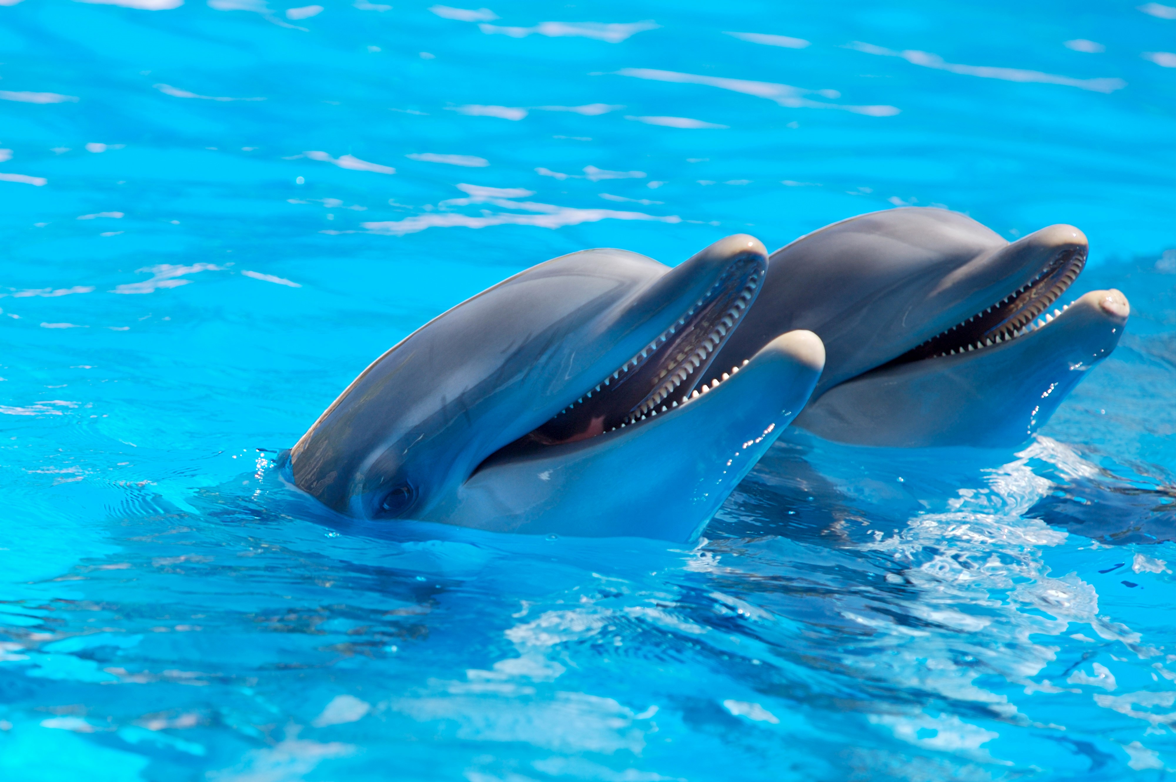 Due delfini in acqua blu, 4000x2659 4K, Desktop 4K