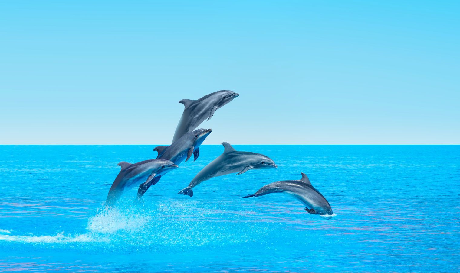 Delfini che saltano nell'oceano, 1520x904 HD, Desktop