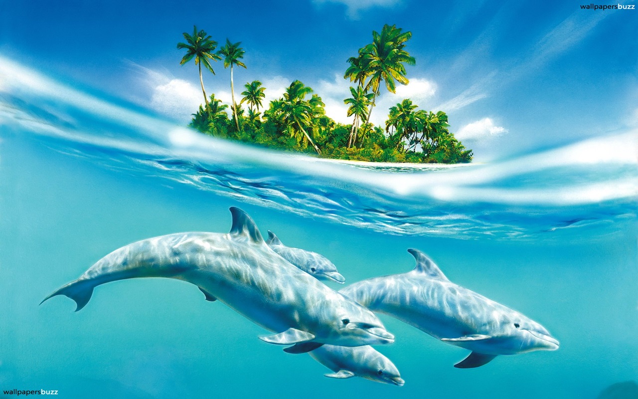 Delfini oceano isola tropicale, 1280x800 HD, Desktop