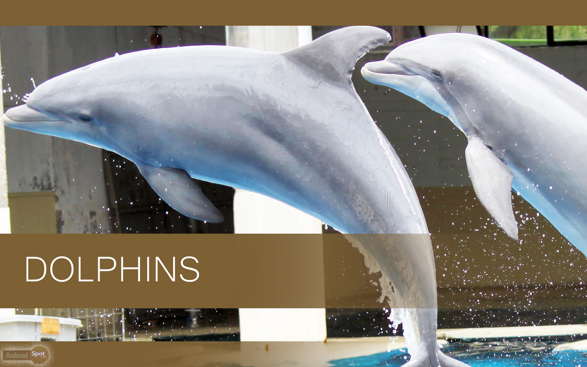 Giocatore football americano Miami Dolphins, 1920x1080 Full HD 1080p, PC Desktop