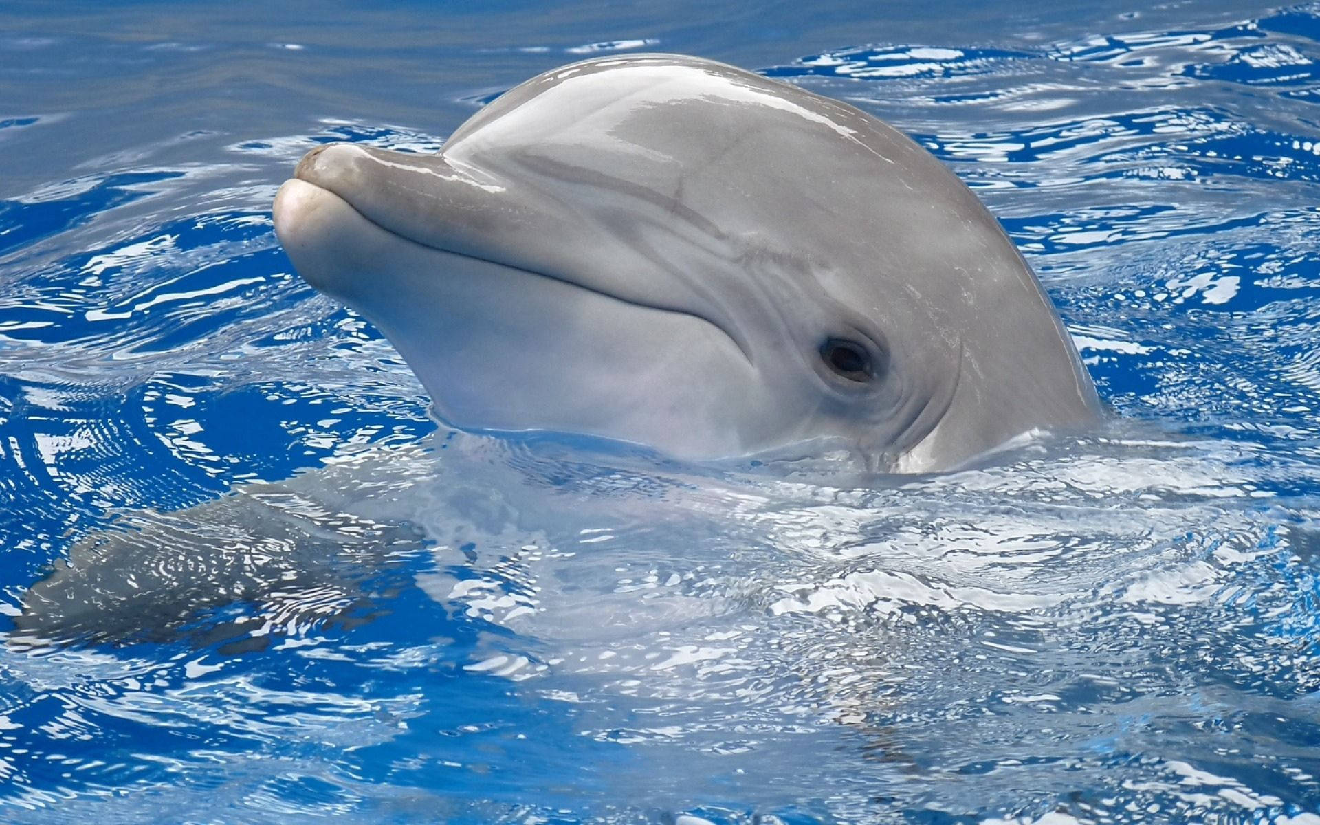 Delfino che affiora dall'acqua blu, 1920x1200 Full HD+ WUXGA, Desktop