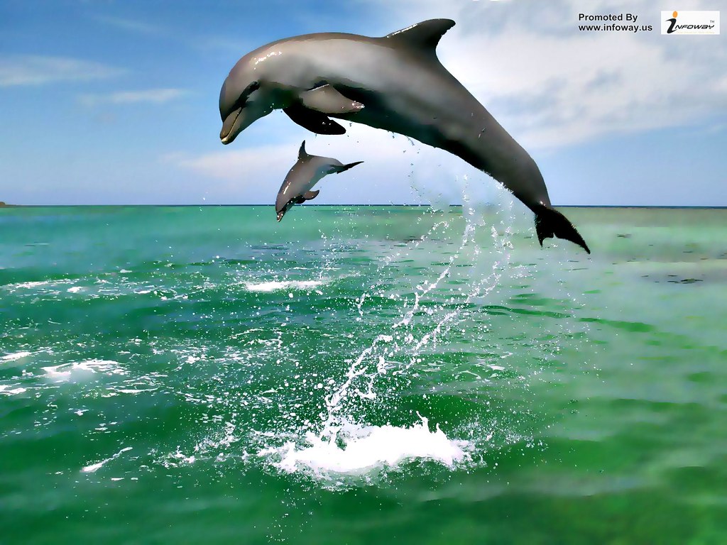 Delfini che saltano dall'acqua, 1920x1200 Full HD+, Desktop