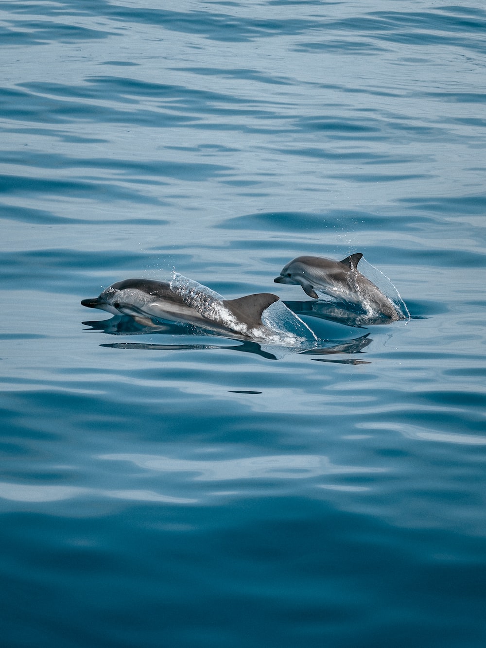 Delfini che nuotano in mare, 1000x1333 Full HD Verticale, Smartphone