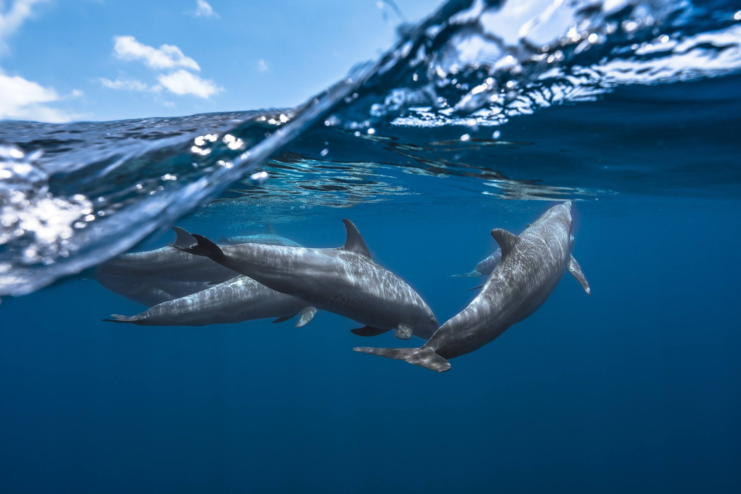 Delfini che nuotano sott'acqua, 2500x1667 2K, PC Desktop