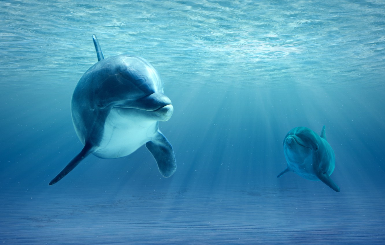 Delfini nell'oceano blu, 1332x850 HD, Desktop
