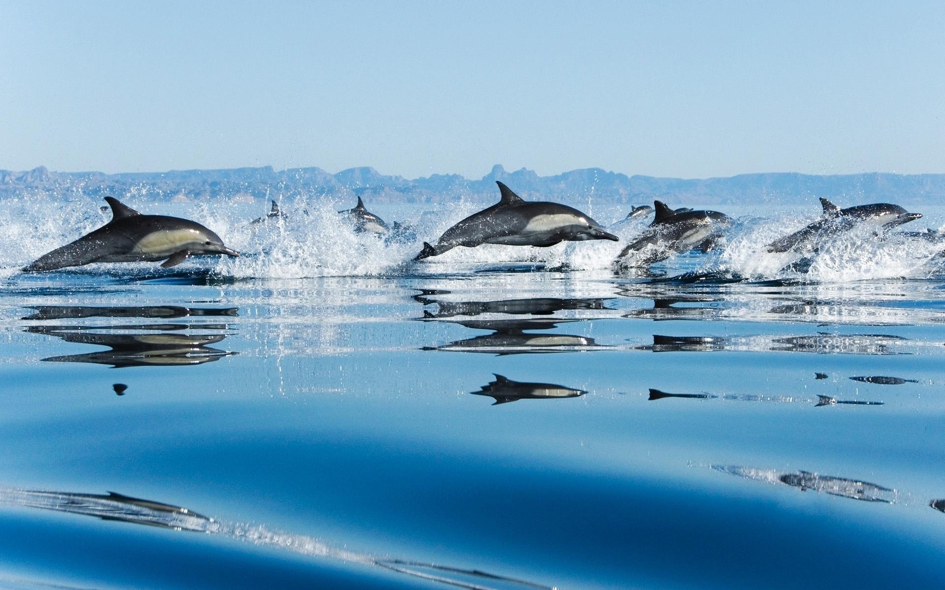 Delfini che saltano nel mare, 1920x1200 WUXGA, Desktop