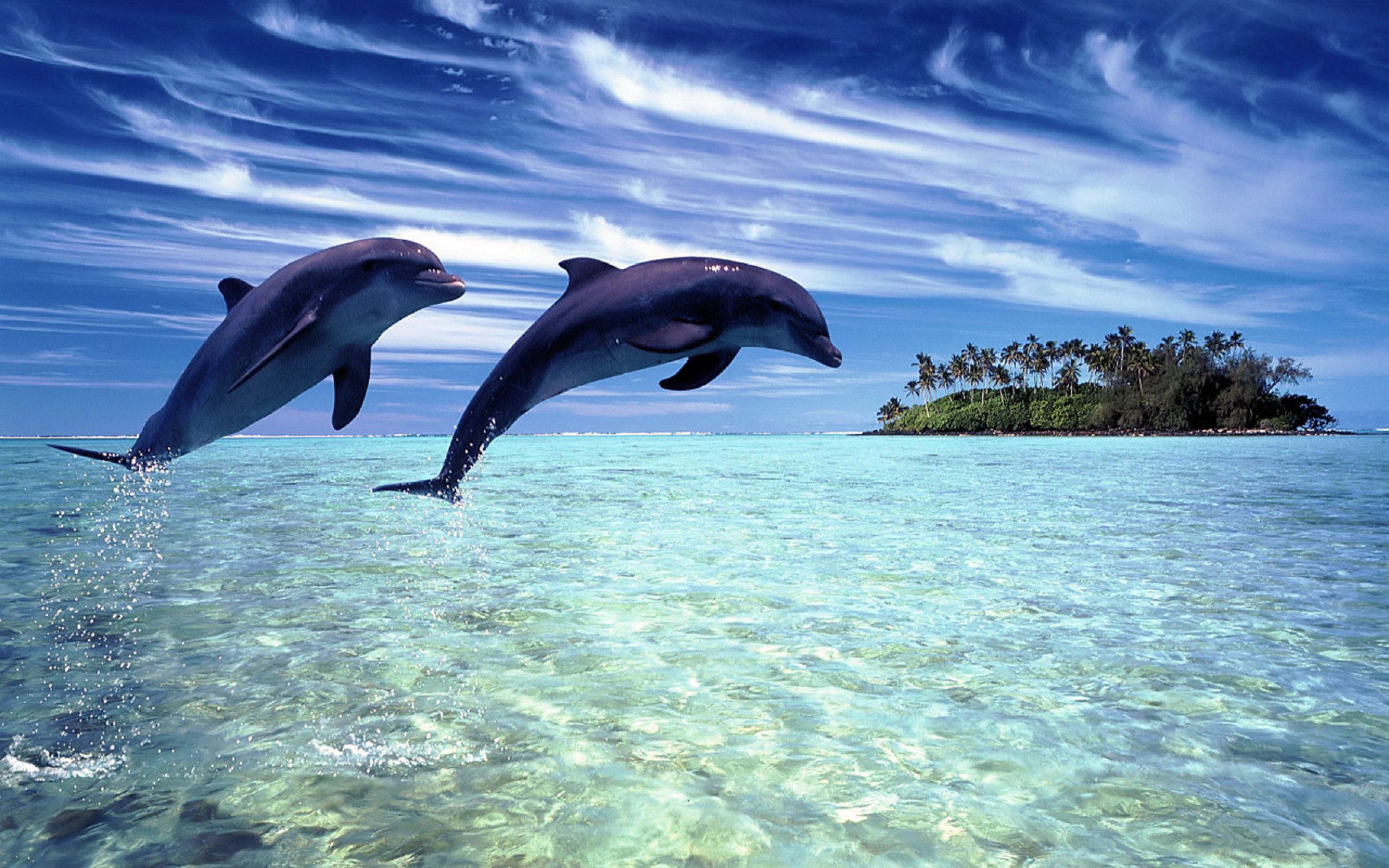 Delfini che saltano sull'oceano, 2880x1800 2K, MacBook Pro
