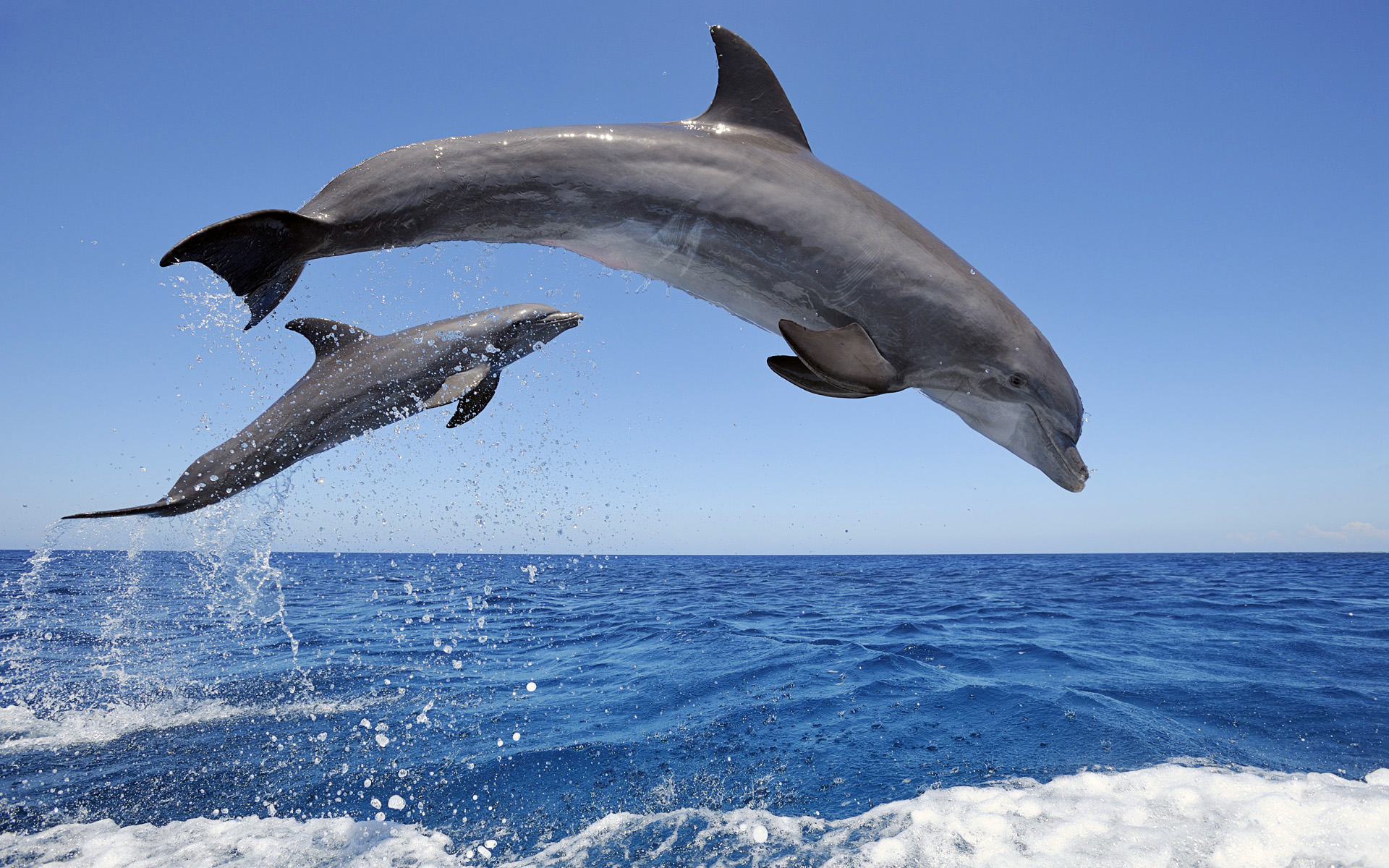 Delfini che saltano sull'oceano, 1920x1200 WUXGA, Laptop