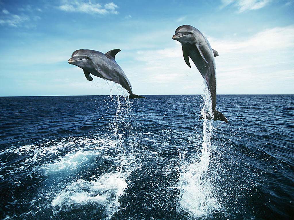 Delfini che saltano nell'oceano, 1024x768 HD, Desktop