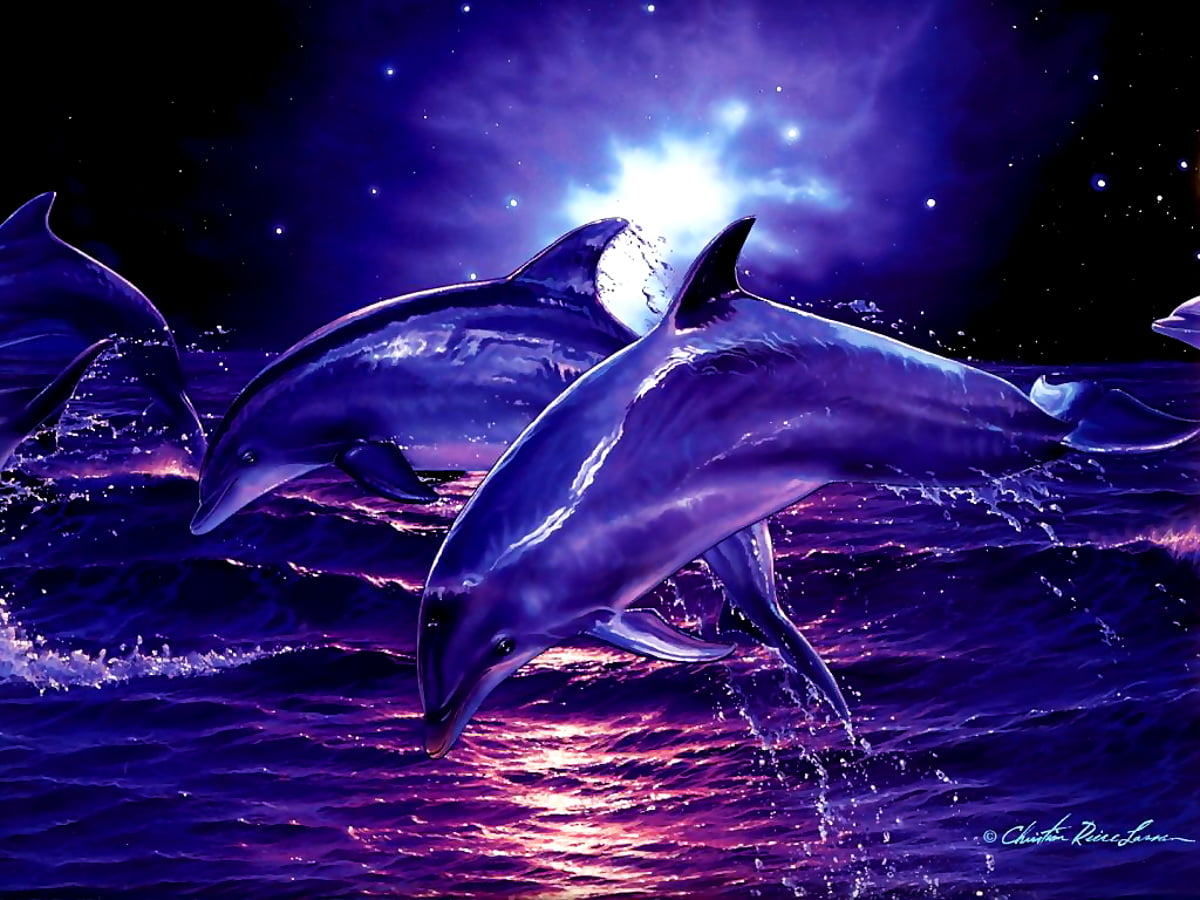 Delfini che saltano notte, 1200x900 HD, Laptop