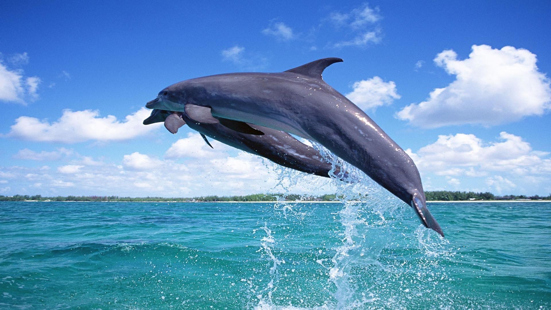 Delfino che salta dal mare, 1920x1080 Full HD, Laptop