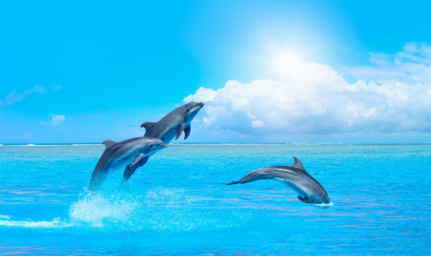 Delfini che saltano nell'oceano, 1440x856 HD, Desktop