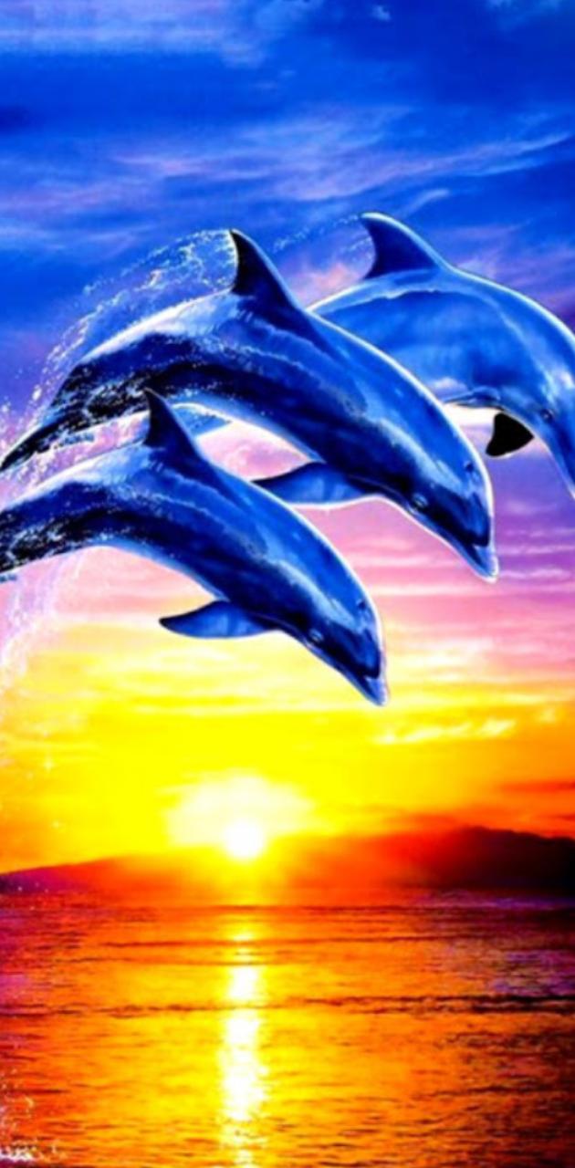 Delfini che saltano al tramonto, 630x1280 Full HD Verticale, iPhone