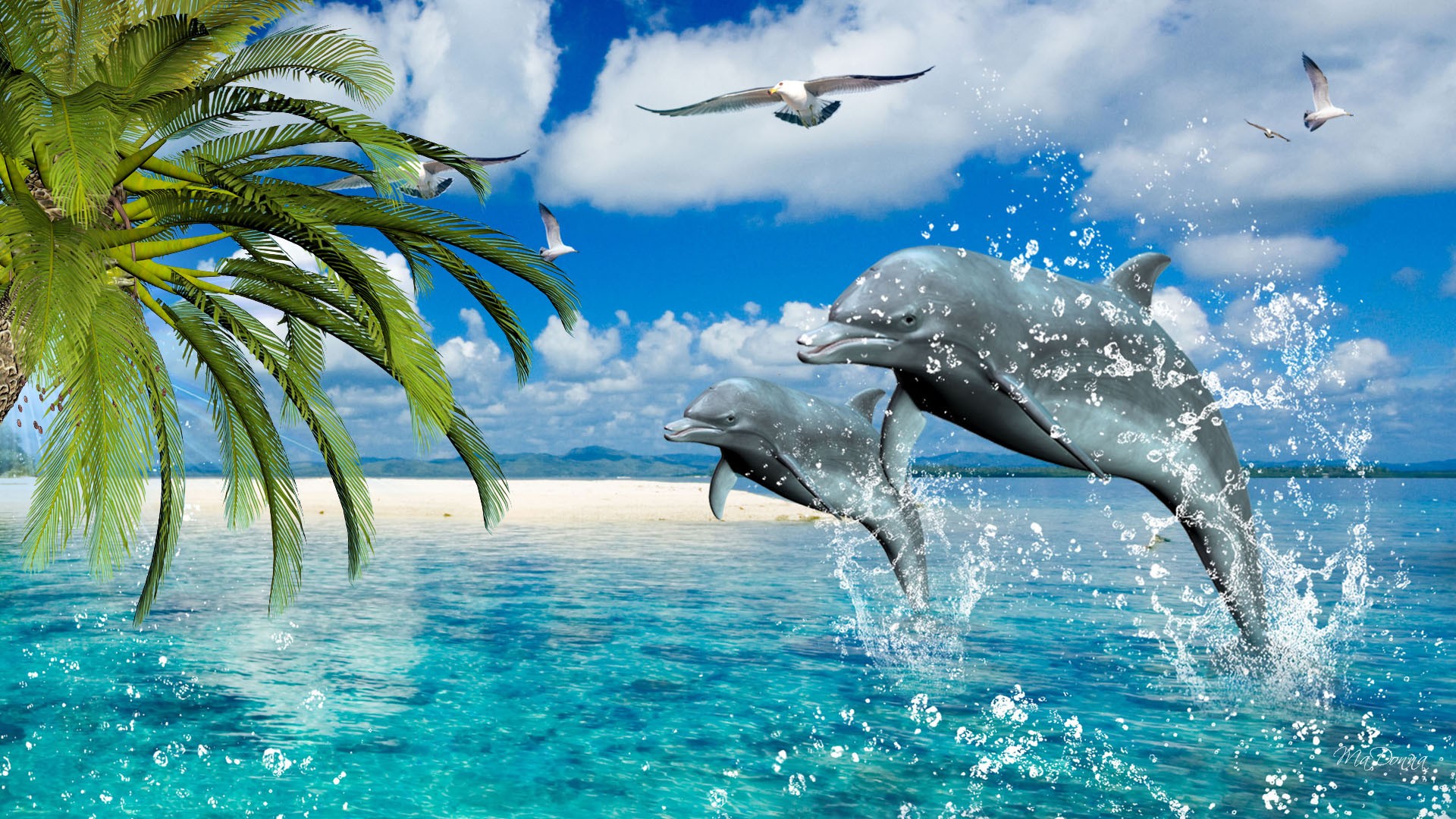 Delfini che saltano oceano tropicale, 1920x1080 Full HD 1080p, Desktop