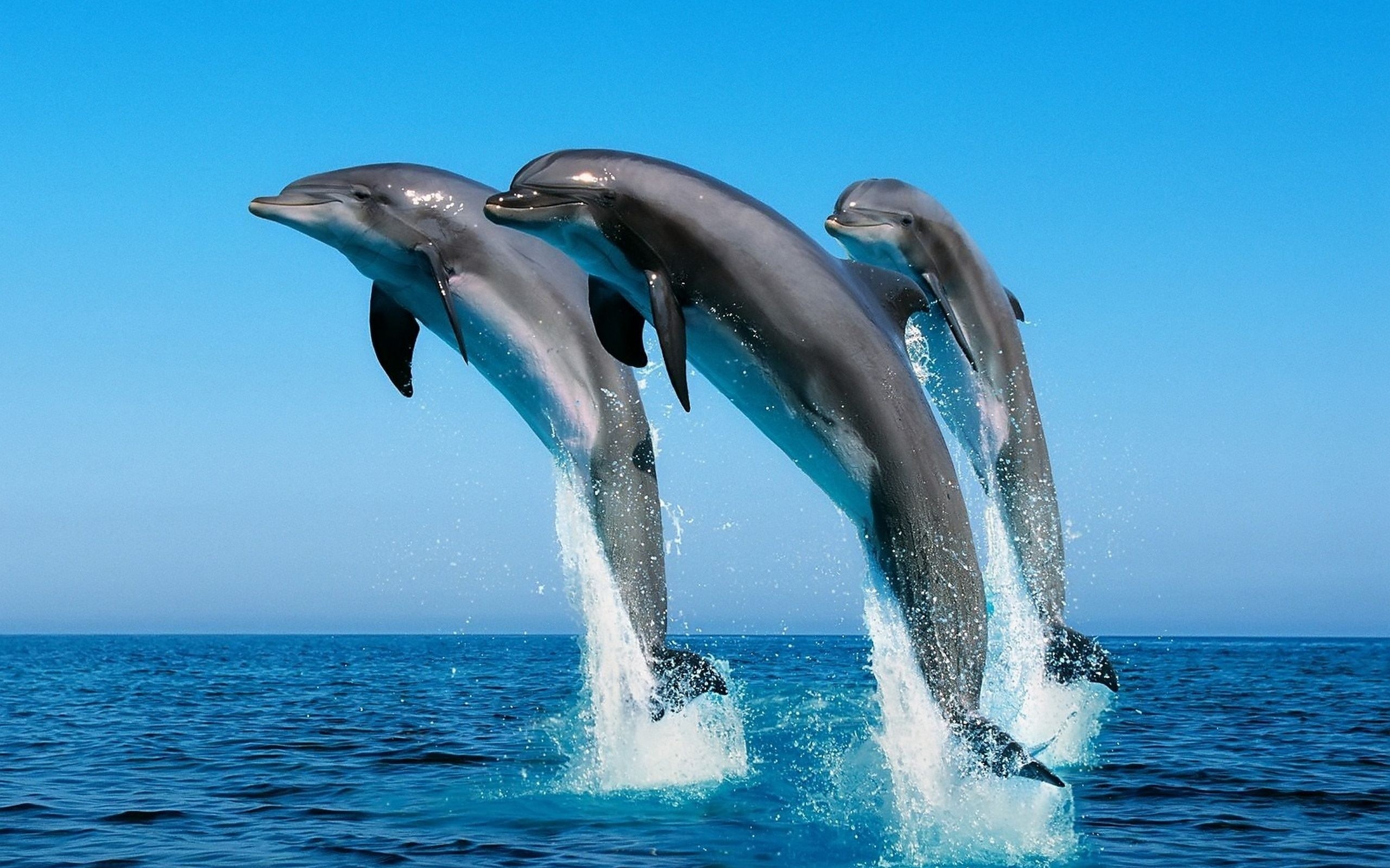 Tre delfini che saltano nell'oceano, 2560x1600 WQXGA, MacBook Pro