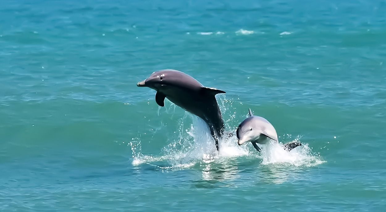 Delfini che saltano nell'oceano, 1250x689 HD, iMac