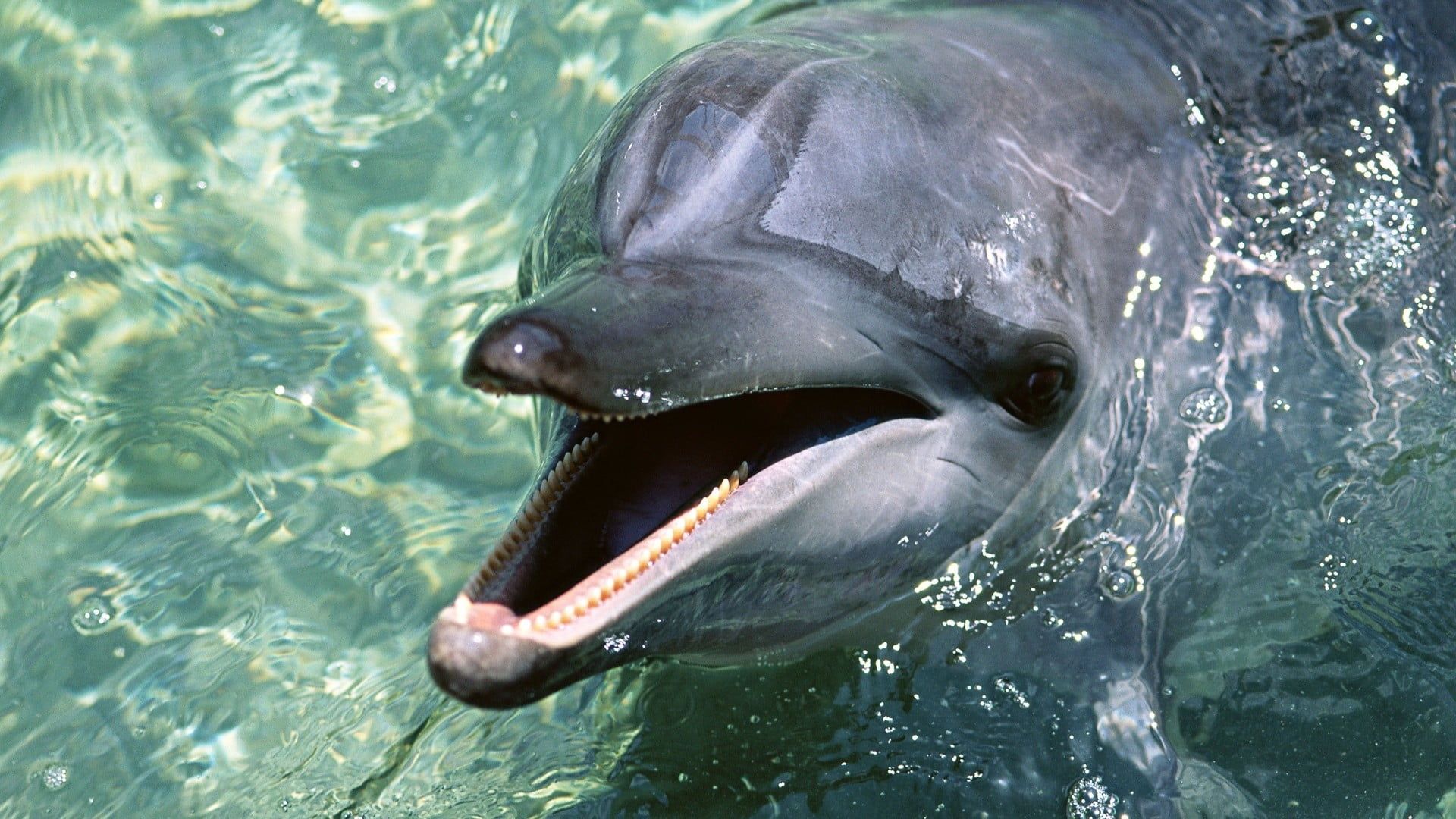 Delfino grigio in acqua, 1920x1080 Full HD 1080p, Desktop